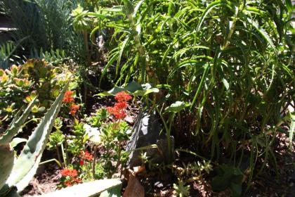 The Vinelands on Alpha Guest House - image 8