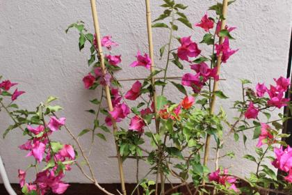 Amru Guesthouse B&B - image 15