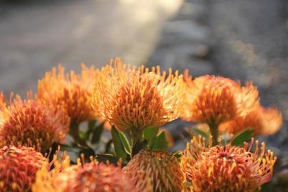 Houtkapperspoort Mountain Cottages - image 27